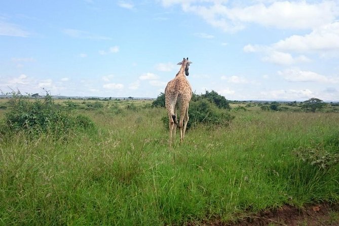 Nairobi Morning Game Drive/elephant Visit/giraffe Centre 6.a.m To 12 Noon - Reservation and Cancellation Policy