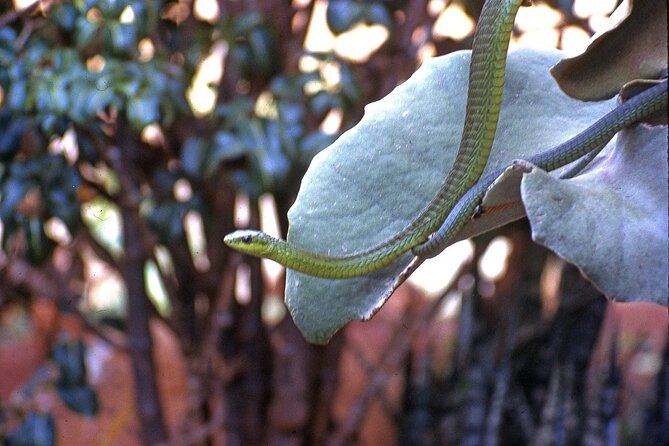 Nairobi National Museum and Snake Park Guided Day Tour - Tips and Gratuities
