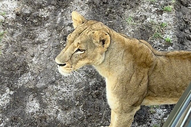 Nairobi National Park and Giraffe Center Private Guided Tour - Tour Experience