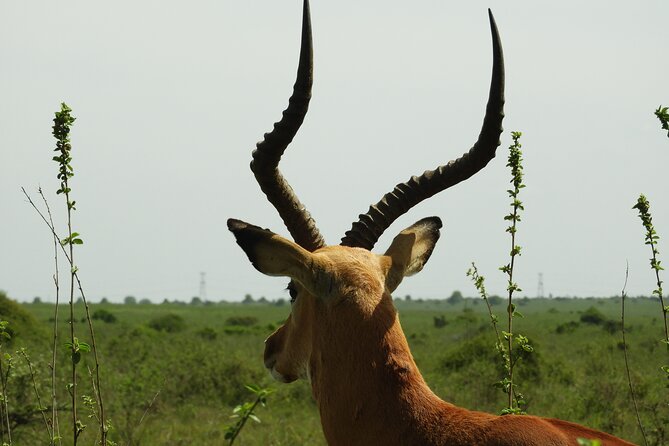 Nairobi National Park Drives - Operational Guidelines