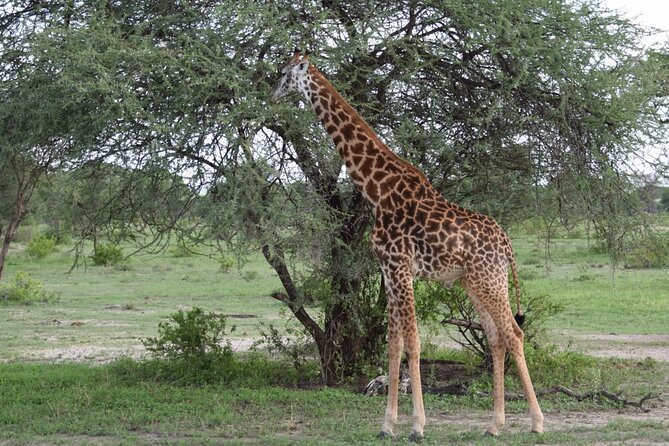 Nairobi National Park Private Day Tour - Start Time