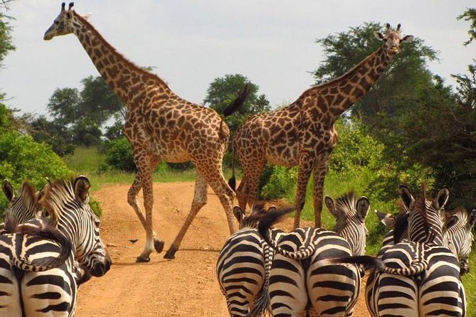 Nairobi National Park,Karen Blixen & Bomas Of Kenya Full Day Tour - Cultural Exploration
