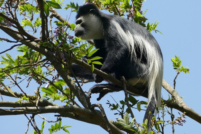 Nairobi Tour and Giraffe Centre - Cost and Price Guarantee