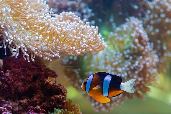 National Aquarium Abu Dhabi Admission Tickets - Departure Point and Operator