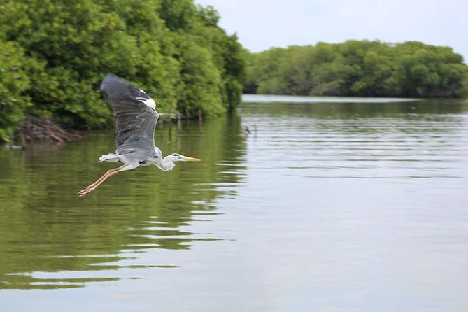 Negombo Transit Mangrove Boat Ride Tour From Airport - The Sum Up