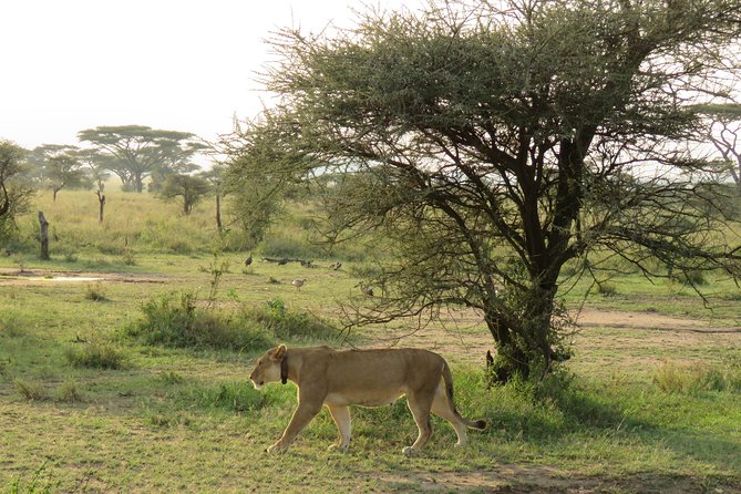 Ngorongoro Crater Day Tour From Moshi