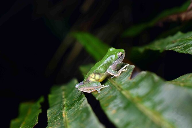 Night Frogs Tour at Kubah National Park - Booking Requirements and Maximum Capacity