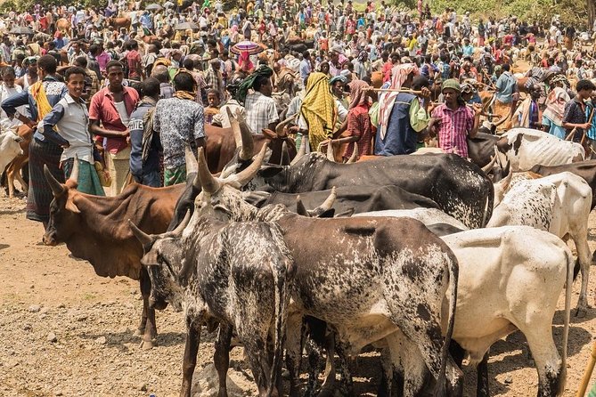 North Ethiopia Historic Route 14 Days Tour Package - Meeting and Pickup Information
