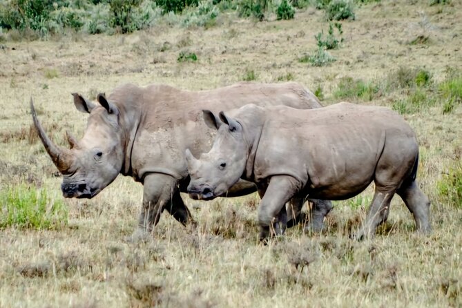 Ol Pejeta Conservancy & Chimpanzee Sanctuary Full Day Tour - Booking Details
