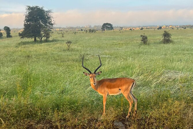 Olpejeta Lake Nakuru & Masai Mara 5 Days and 4 Nights. - Pickup and Transportation Details
