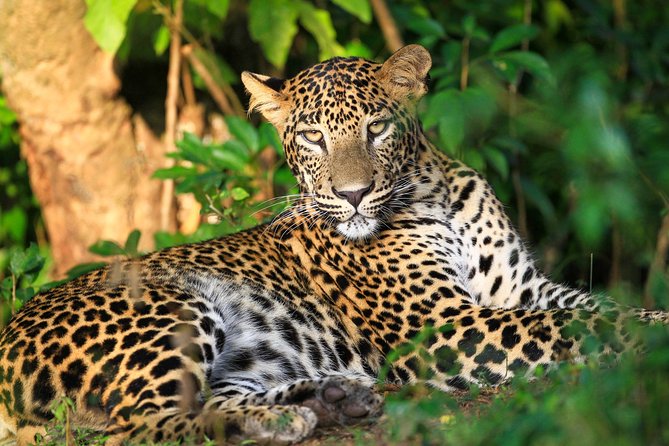 One Night Camping in Wilpattu National Park - Inclusions and Amenities Provided