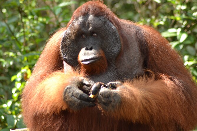 Orangutan Tanjung Puting 4 Days Cabin Boat - The Sum Up