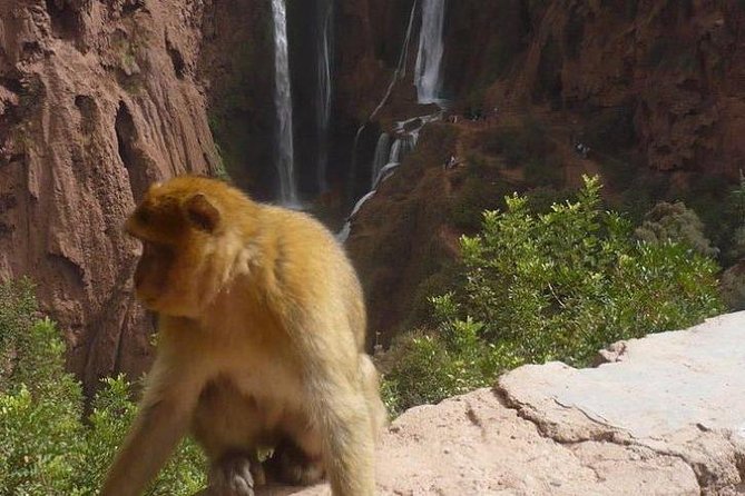 Ouzoud Waterfalls Small Group Day Tour From Marrakech - Tour Highlights