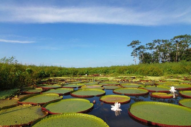 Pacaya Samiria National Park From Tarapoto 5 Days and 4 Nights - Tips for a Memorable Experience