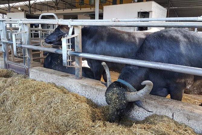 Paestum Temple Tour With Buffalo Mozzarella Class - Pricing Details