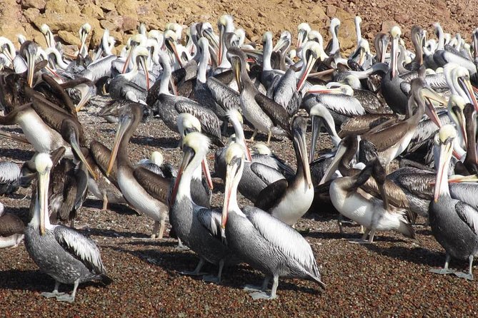 Paracas and Ica Full Day From Lima - Booking Details