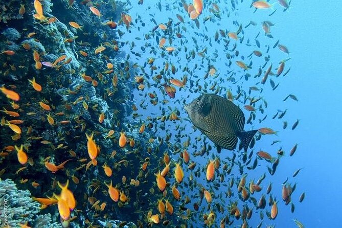 Paradise Island and Orange Bay Island Luxury Boat Trip-Hurghada - Booking Process