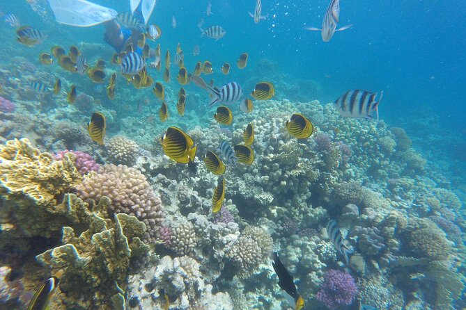 Paradise Island Snorkel Trip From Hurghada With Water Sports - The Sum Up