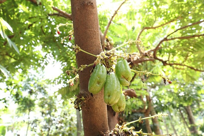 Periyar From Cochin - a Two Day Tour - Price