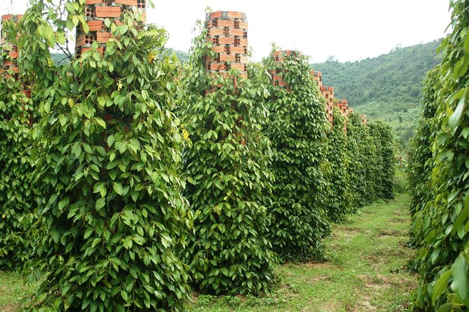 PHU QUOC Tour: Half- Day Discovery the North of Island - The Sum Up
