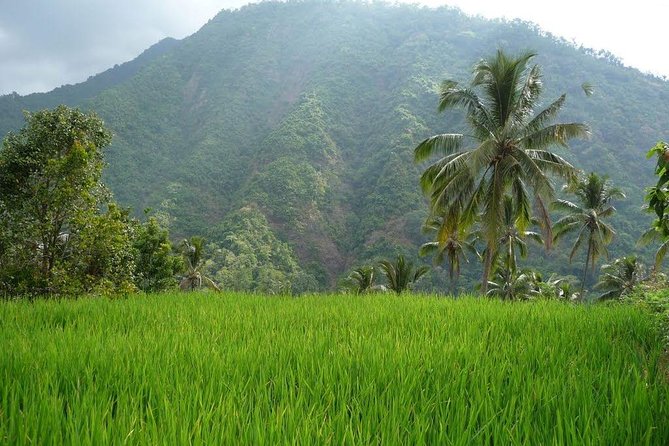 Premium Sunrises, Rice Fields, and Waterfalls Tour - Schedule & Timing