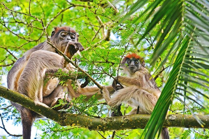 Private 10 Days Primate Experience and Queen Elizabeth Safari Tour - Pricing and Payment