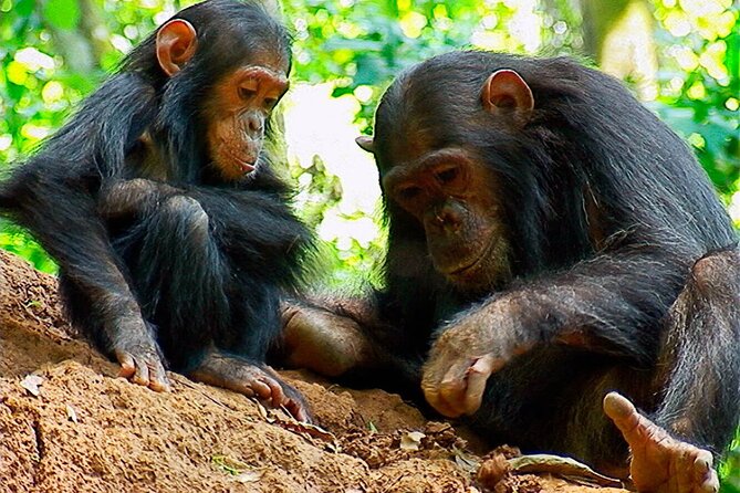 Private 10 Days Tour Visit of Tanzania With Meals Included - Booking Process