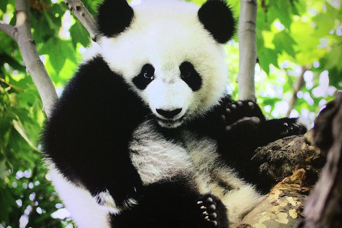 Private 2-Day Chengdu and Xian Tour With Hotel Stay - Price and Group Size