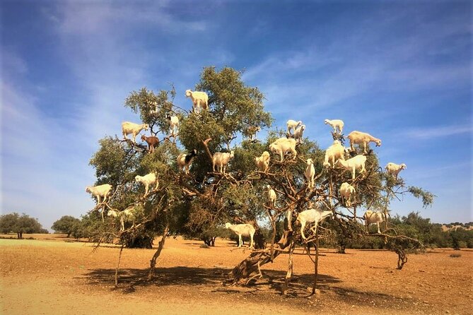 Private 2 Days Tour From Rabat to Essaouira - Meals Provided
