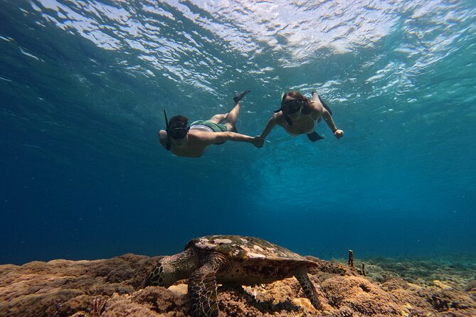 Private 2 Hours Snorkeling Experience With Baby Turtles Visit - Directions for Booking
