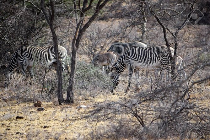 Private 3 Days Samburu National Park Safari All Inclusive - Optional Extras Available