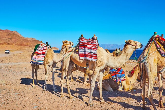 Private 5 in 1 Desert Adventure in Sharm El-Sheikh With Pickup - Pickup Details