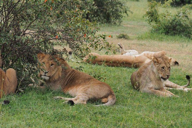 Private 6 Days Aberdares, Lake Nakuru and Masai Mara Wildlife Safari - Directions for Booking