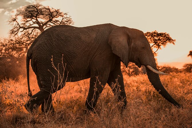Private 6 Days Mid Range Tanzania Lodge Safari Experience - What To Expect