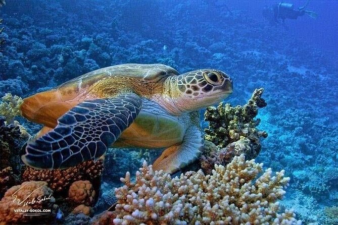 Private Abu Dabbab Dugong Bay Snorkeling Experience From Hurghada - Meeting and Pickup
