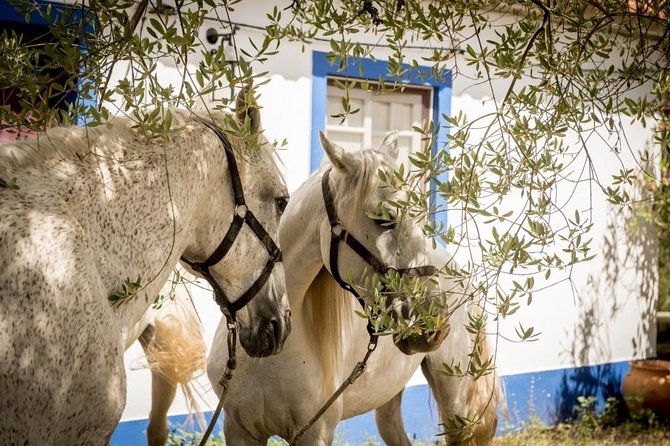 Private Alentejo Tour With Lunch and Horseback Ride Along Melides Beach - Cancellation Policy