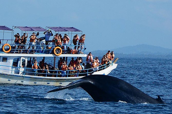 Private Arrival Transfer : Airport (CMB) to Mirissa Hotel - Directions for Booking