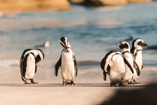 Private Cape of Good Hope, Chapman's Peak Drive, Penguin Day Tour - Start Time