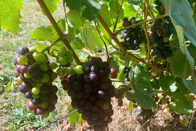 Private Champagne Pommery and Ayala Cellars Tastings Guided Tours - Booking Information