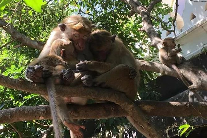 Private Day Tour Around Sri Lanka - Itinerary Overview