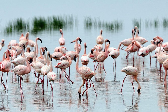 Private Day Tour to Lake Nakuru With Optional Boat Ride on Lake Naivasha - Optional Boat Ride on Lake Naivasha