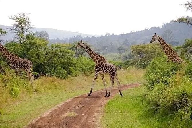 Private Day Trip in Lake Nakuru Safari - Recommendations and Final Thoughts