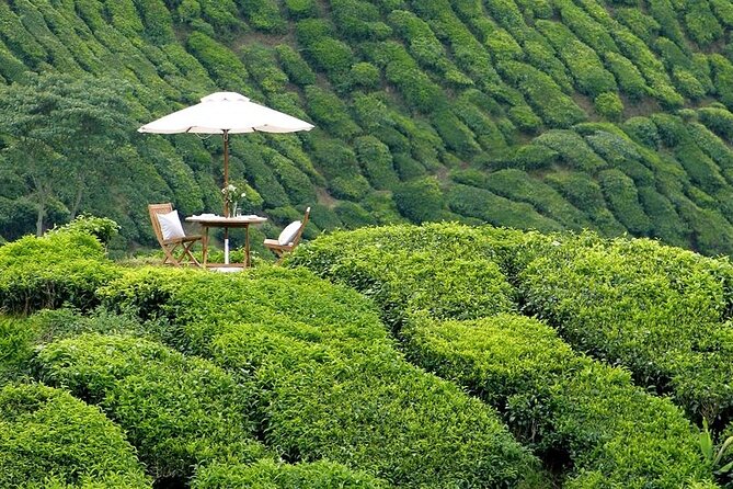 Private Full Day Tour : Cameron Highlands With Batu Caves Stopover - Frequently Asked Questions