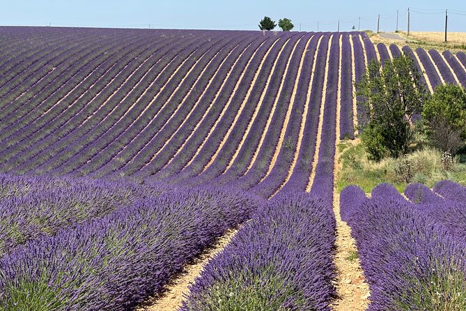 Private Fullday Provence Lavender Fields - Booking Policies