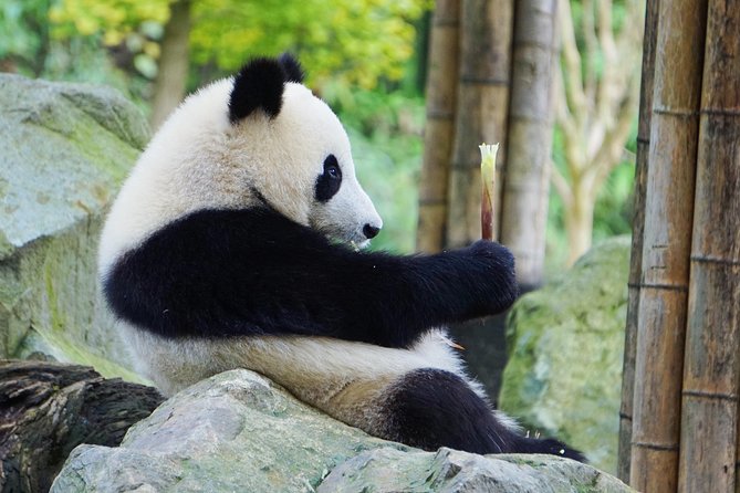 Private Panda Park and Irrigation System in Dujiangyan - Frequently Asked Questions