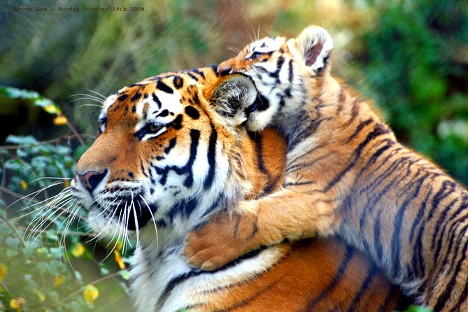 Private Ranthambore Wildlife Safari Tour From Delhi - Cancellation Policy