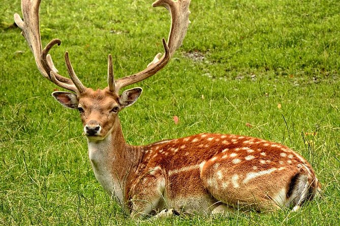 Private Safari at Yala National Park - Cancellation Policy