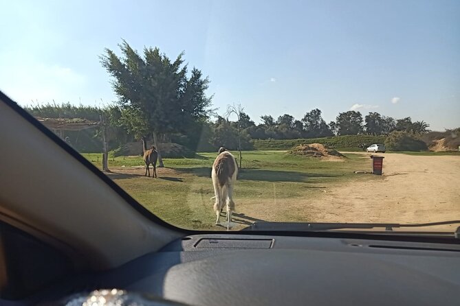 Private Safari Tour To Africano Park Alexandria From Cairo - Directions to Africano Park