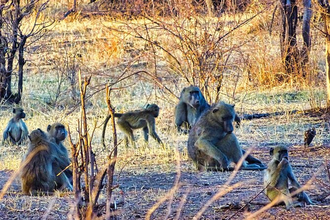 Private Safari With 4WD Around the Sights of Victoria Falls Town - Sightseeing Route and Stops