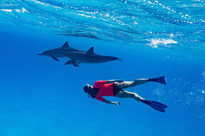 Private Speedboat Swimming and Dolphin Watching in Hurghada - Additional Tips